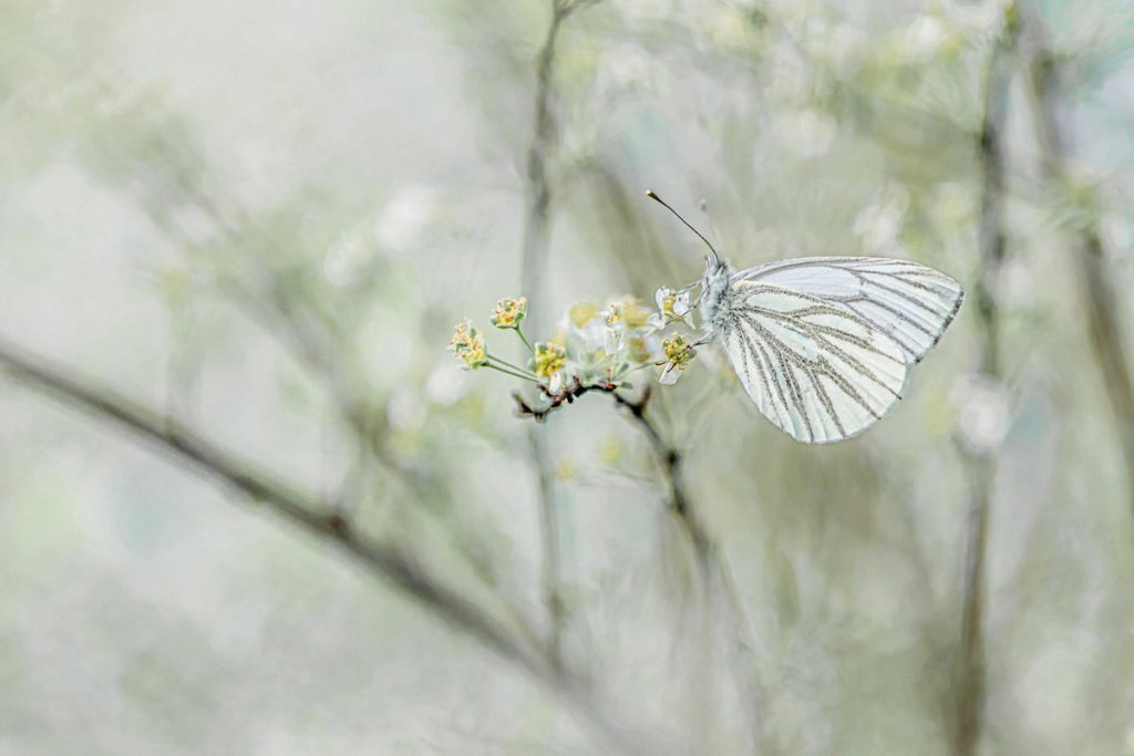 Papillonner