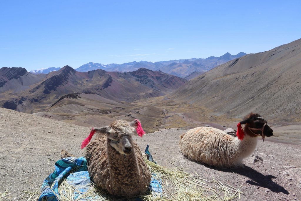 Pérou, lamas