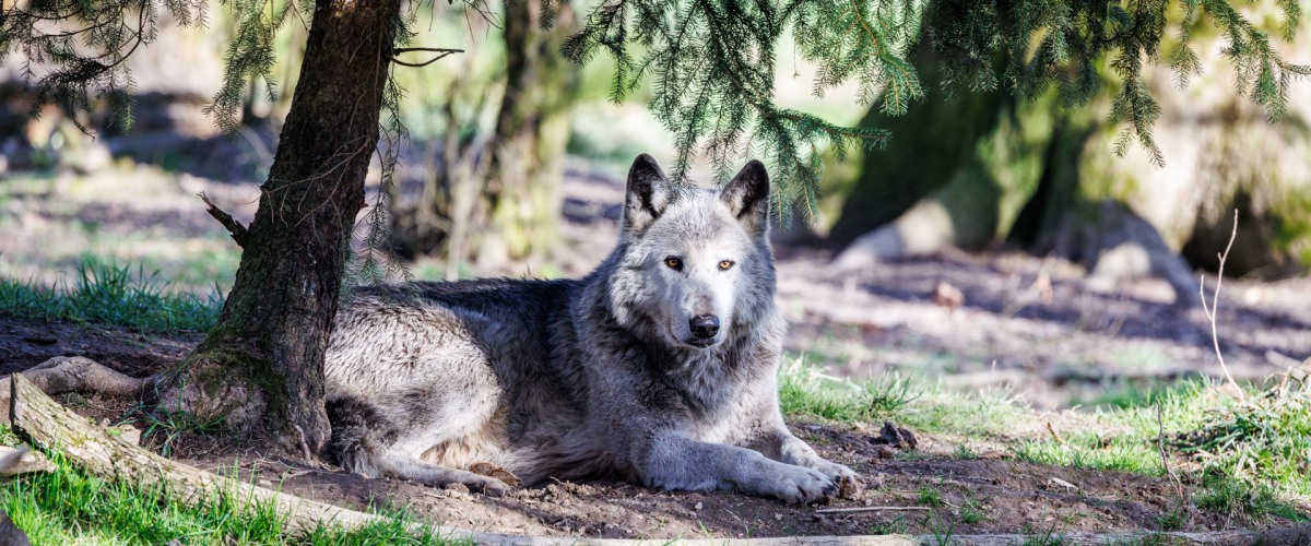Myriam VOGEL Parc Sainte Croix