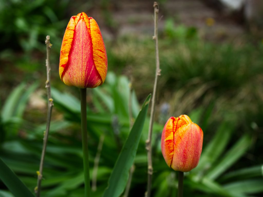 Clarisse MAECHLING Tulipes