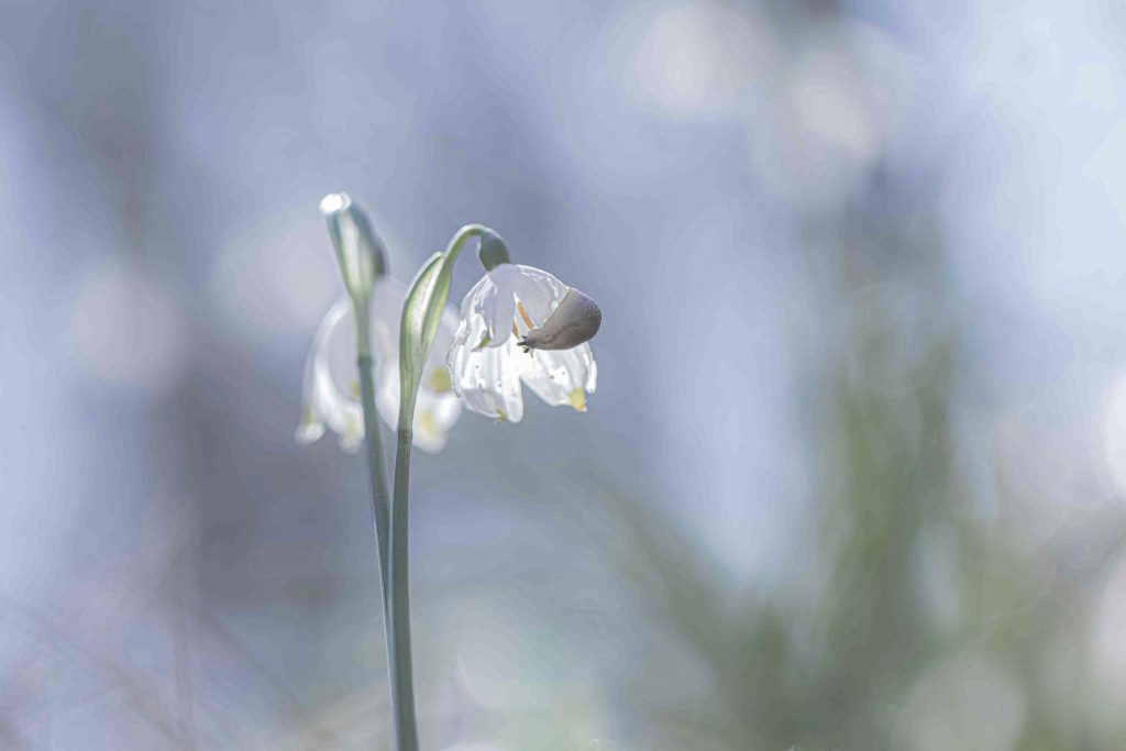 Claude BUFFLER Petit monde