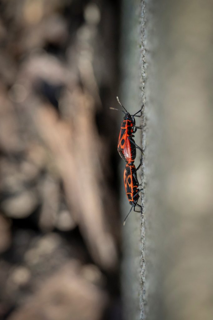 Claudine LHEUREUX Ho Hisse !