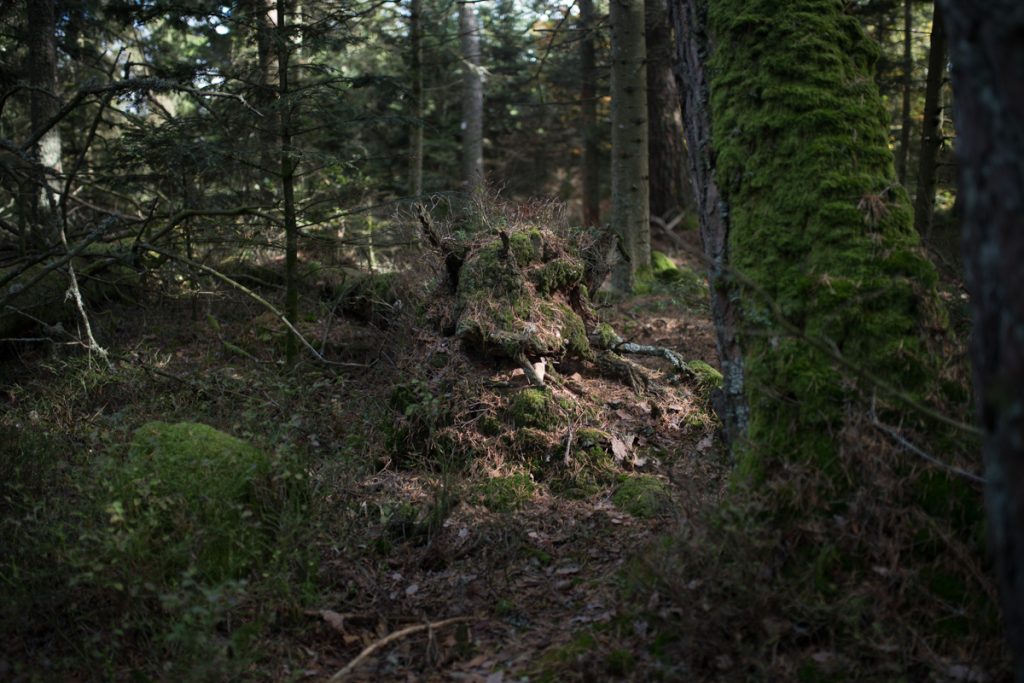 DLN 7950 Nathalie DOLHEN Esprit de la Forêt