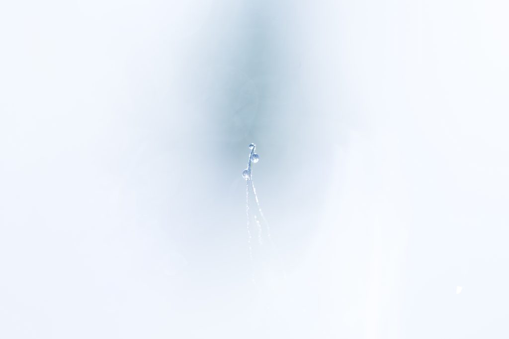 Daniel HAMBOURGER Perles