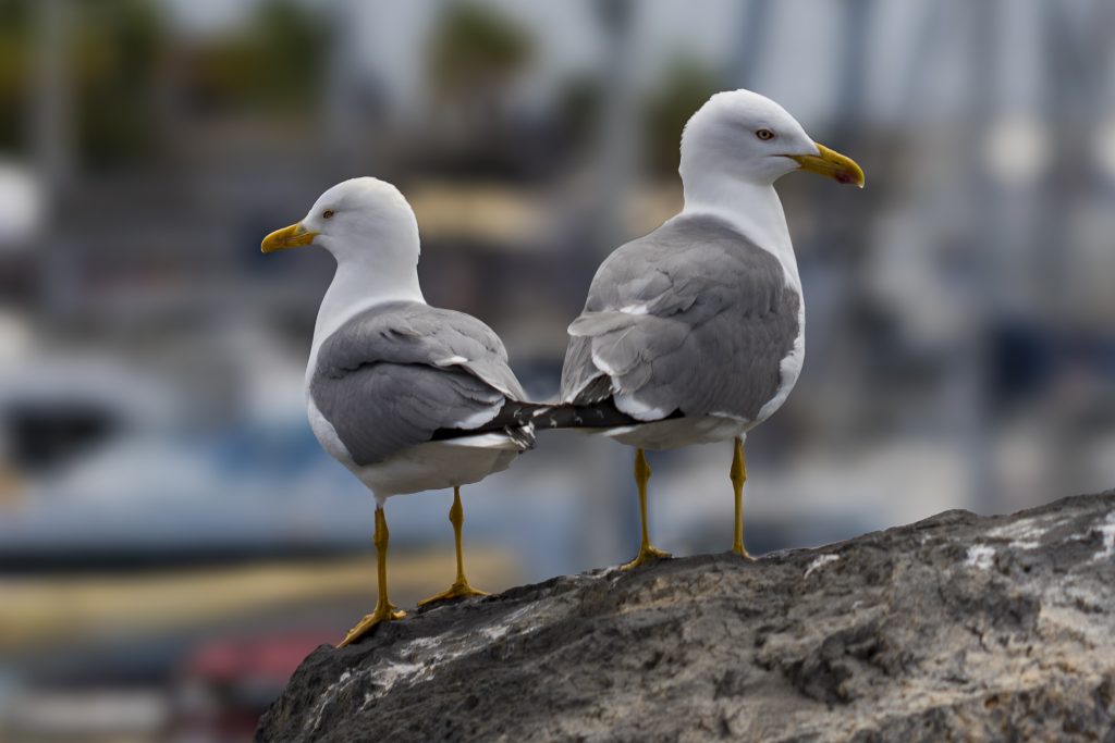 Gérard KERN Fâchées !