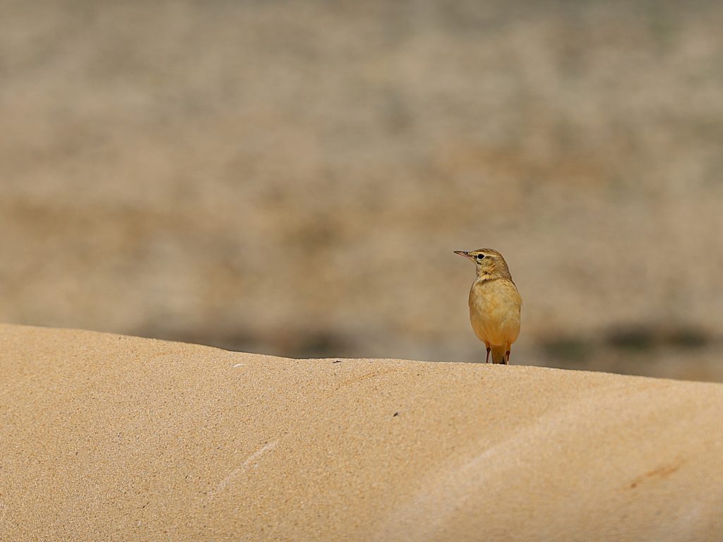 IMG 4250 rec pipit rousseline