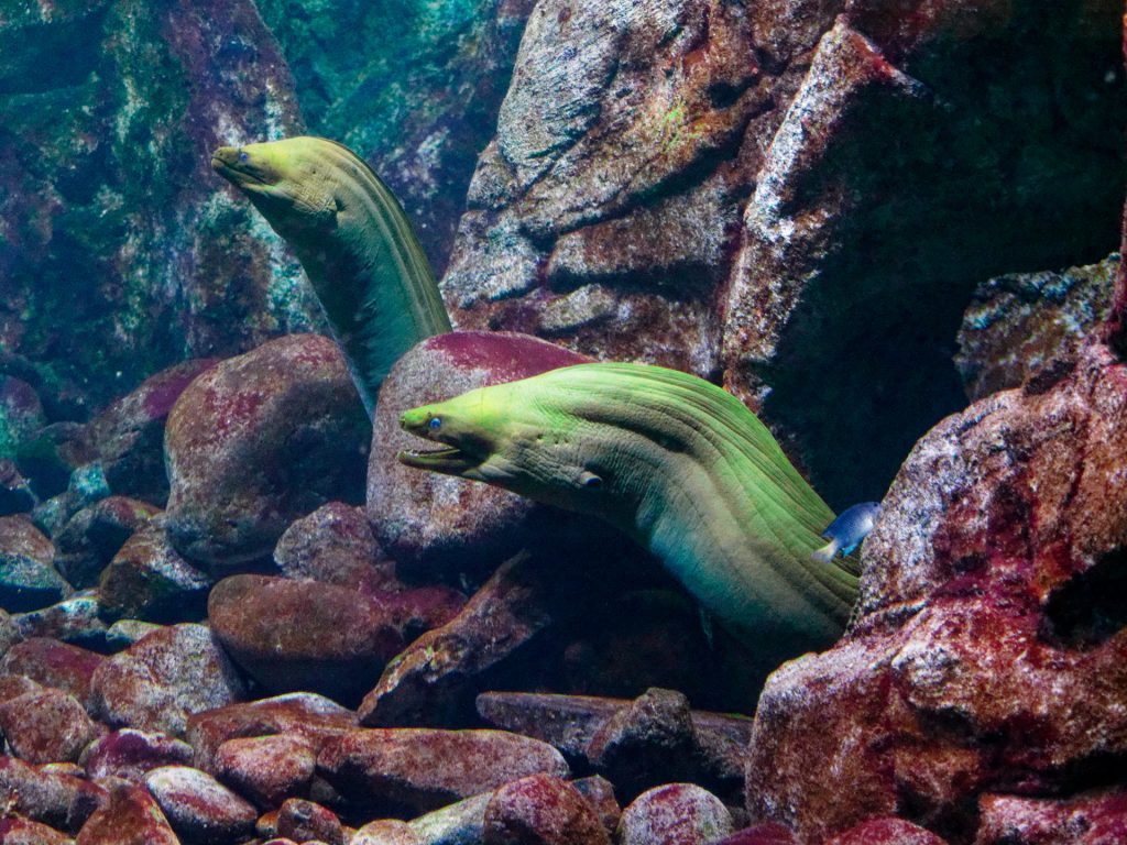 Jacques ROUSSEAU Murenes