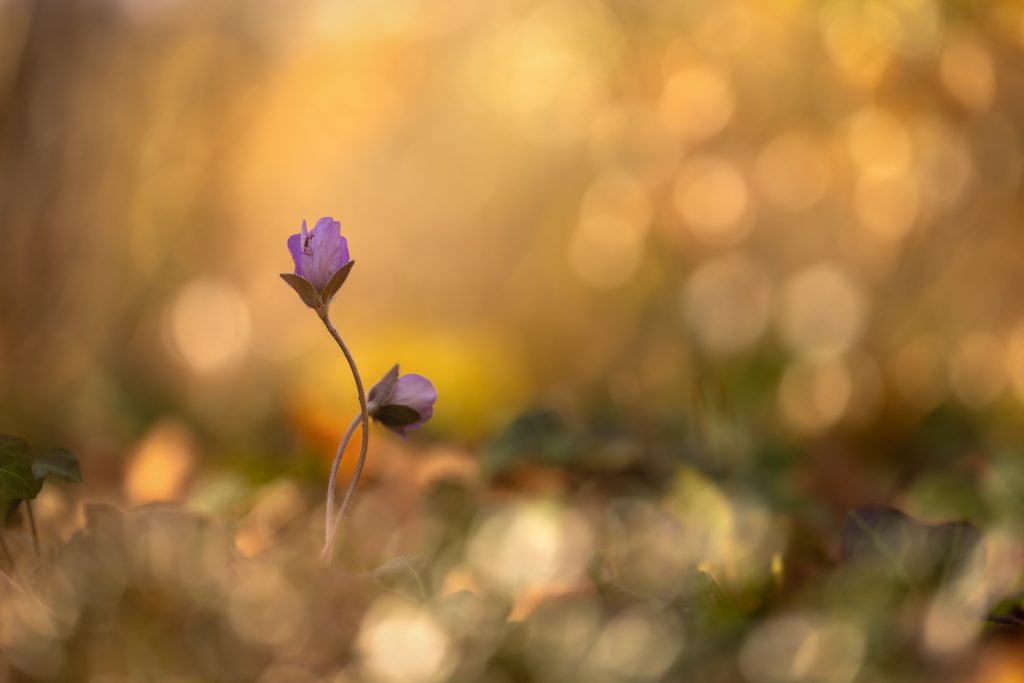 Patricia ECKERT Enlacées