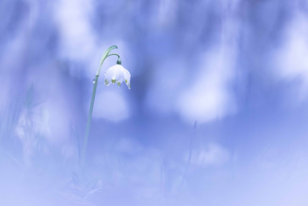 Patricia ECKERT Niveole