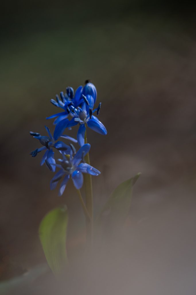 Sylvie SCHMIDT Scille