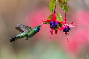 Vincent Batzenschlager Colibri Thalassin