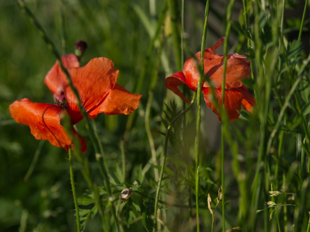 coquelicots rives du rhin strasbourg