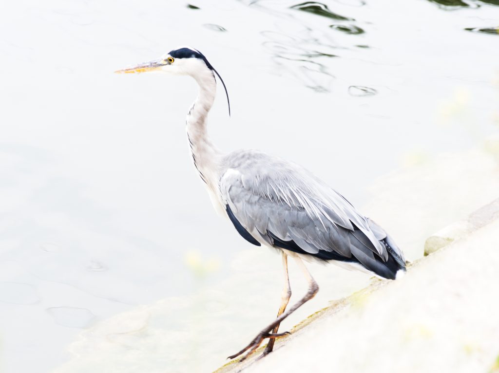 heron high key strasbourg