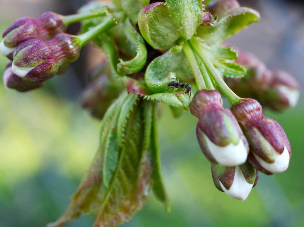 la traite cerisier strasbourg