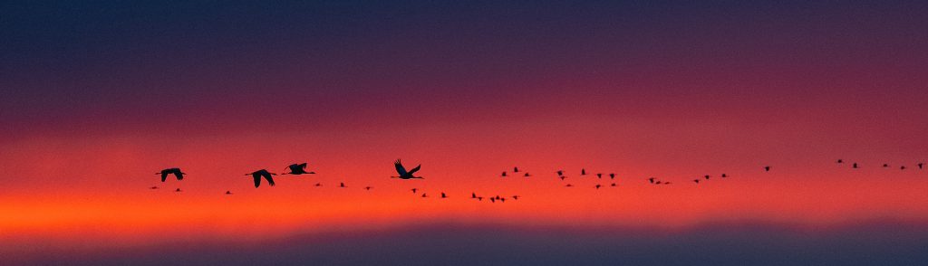 Christian BEYER Envol des grues cendrées