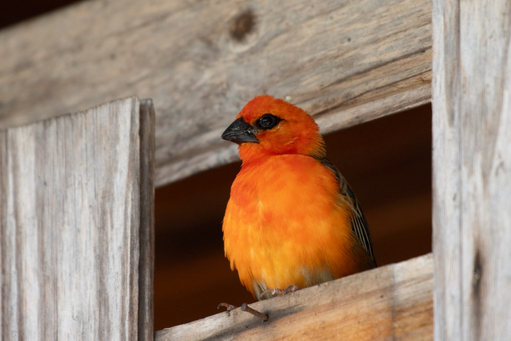 Oisau rouge