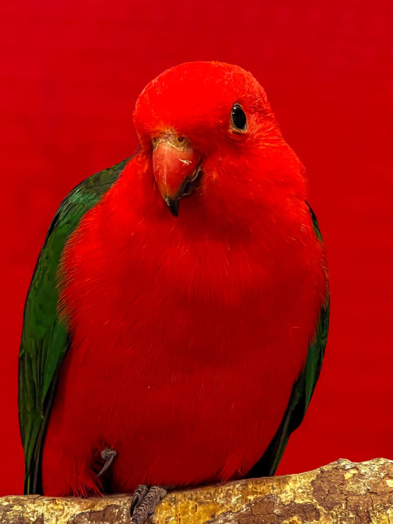 Perroquet