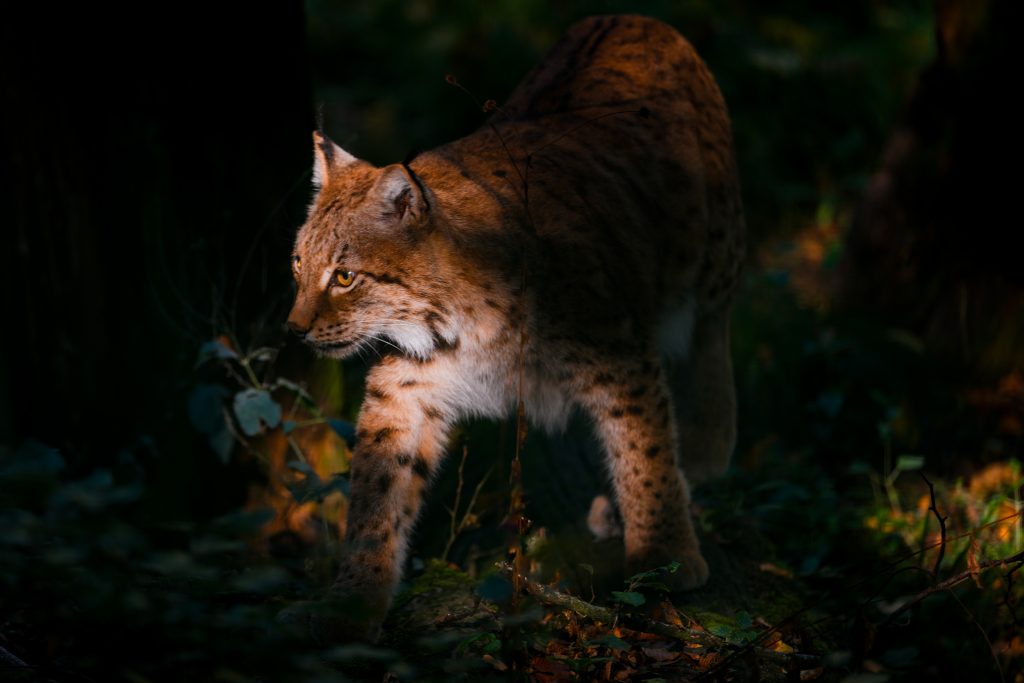 Christian BEYER Lynx